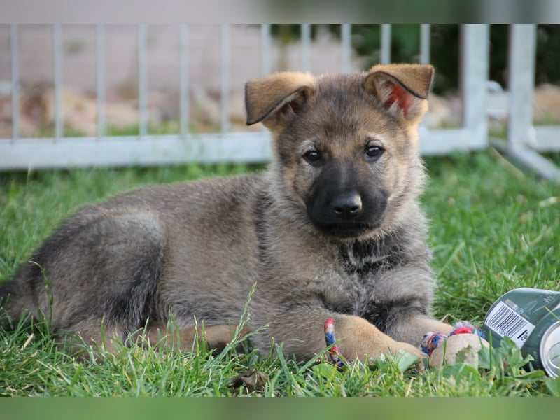 Schäferhund Welpen mit VDH Ahnentafel