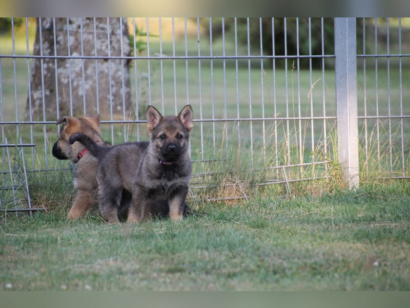 Schäferhund Welpen mit VDH Ahnentafel