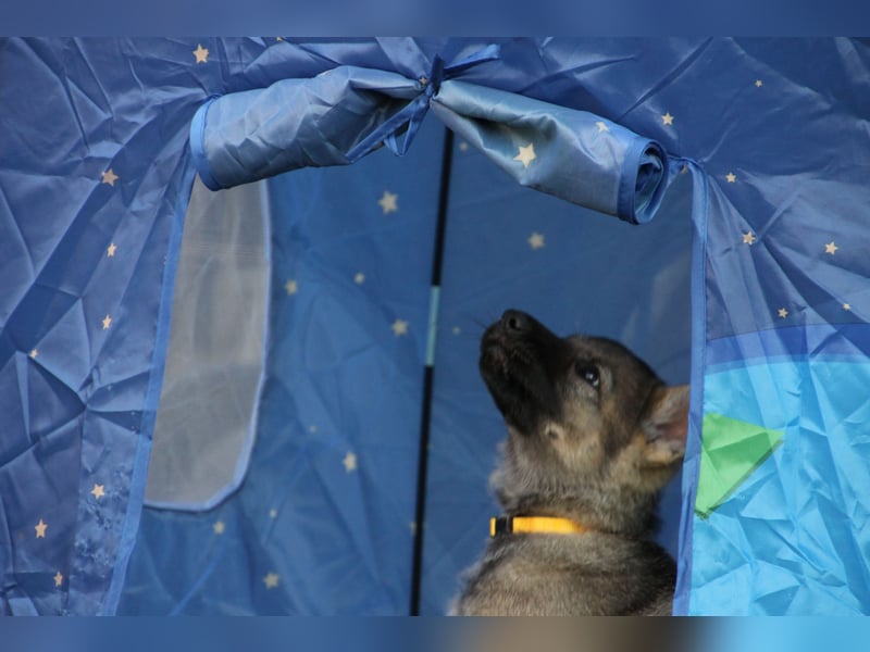 Schäferhund Welpen mit VDH Ahnentafel