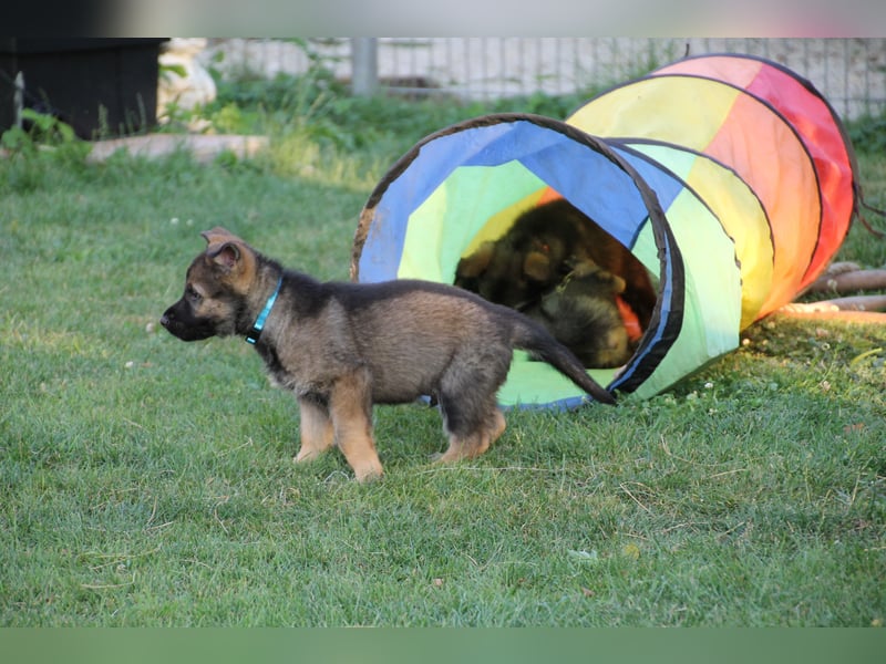 Schäferhund Welpen mit VDH Ahnentafel