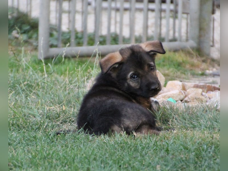 Schäferhund Welpen mit VDH Ahnentafel