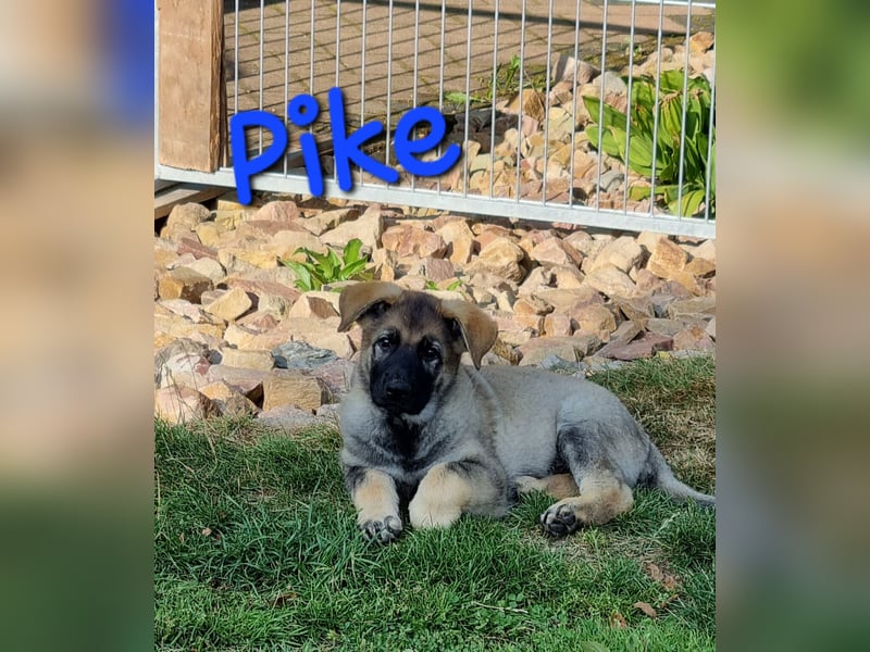 Reinrassige Schäferhund Welpen mit SV Papieren