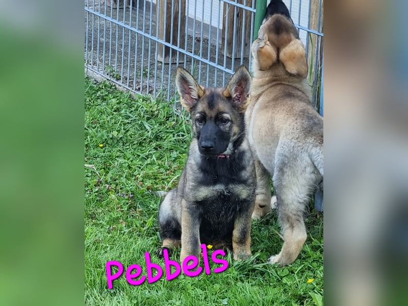 Reinrassige Schäferhund Welpen mit SV Papieren