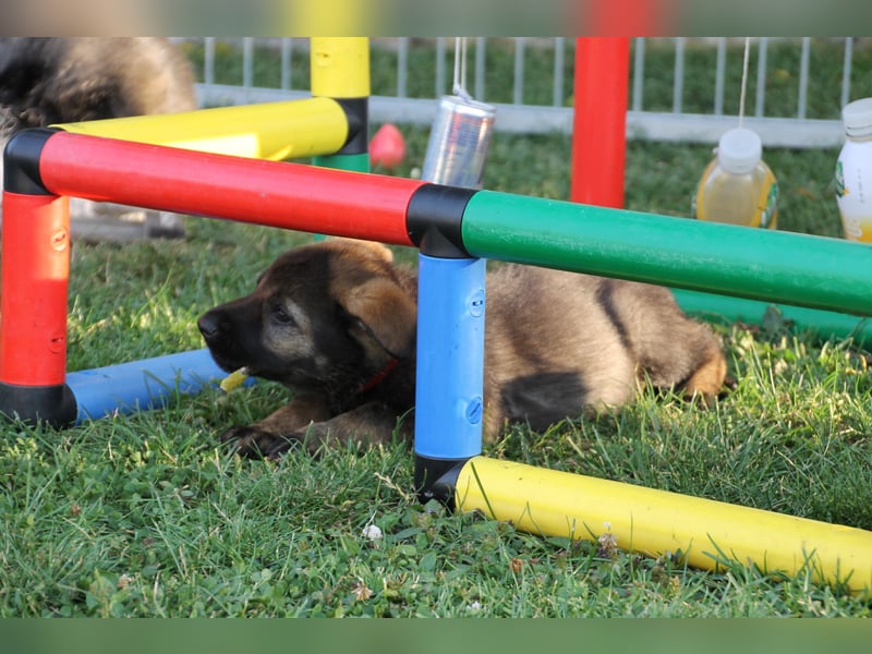 Schäferhund Welpen mit VDH Ahnentafel