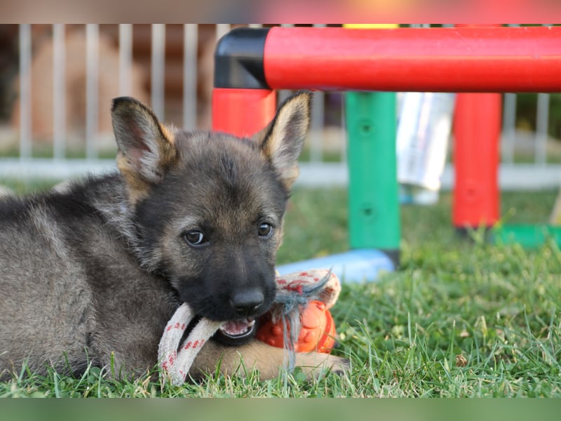 Schäferhund Welpen mit VDH Ahnentafel