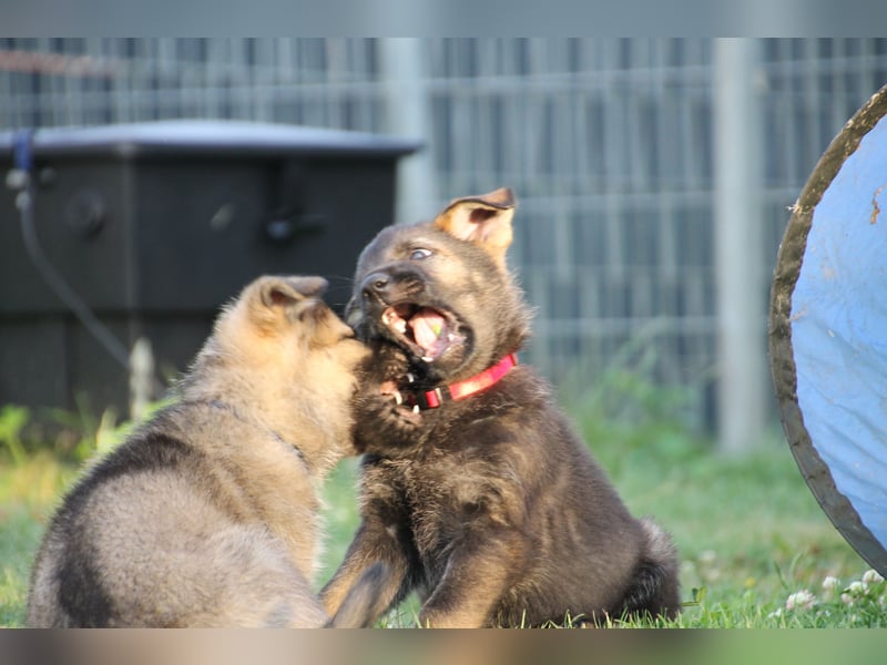 Schäferhund Welpen mit VDH Ahnentafel