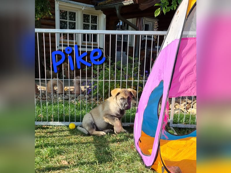 Reinrassige Schäferhund Welpen mit SV Papieren