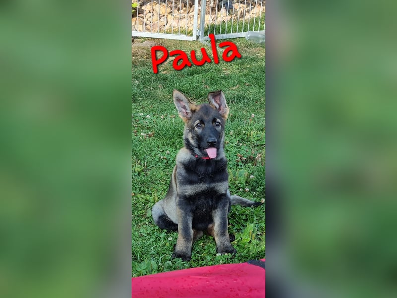 Reinrassige Schäferhund Welpen mit SV Papieren