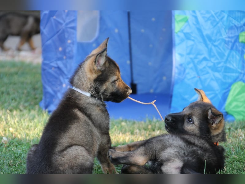 Schäferhund Welpen mit VDH Ahnentafel