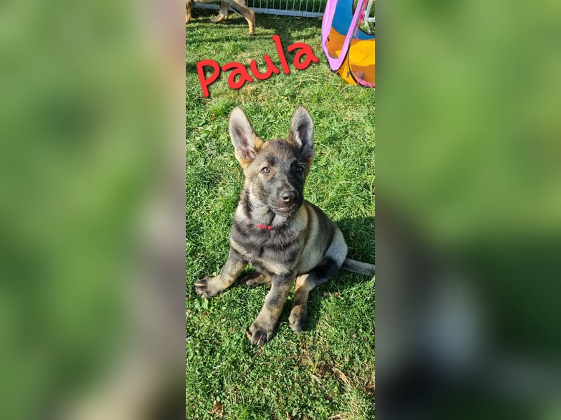Reinrassige Schäferhund Welpen mit SV Papieren