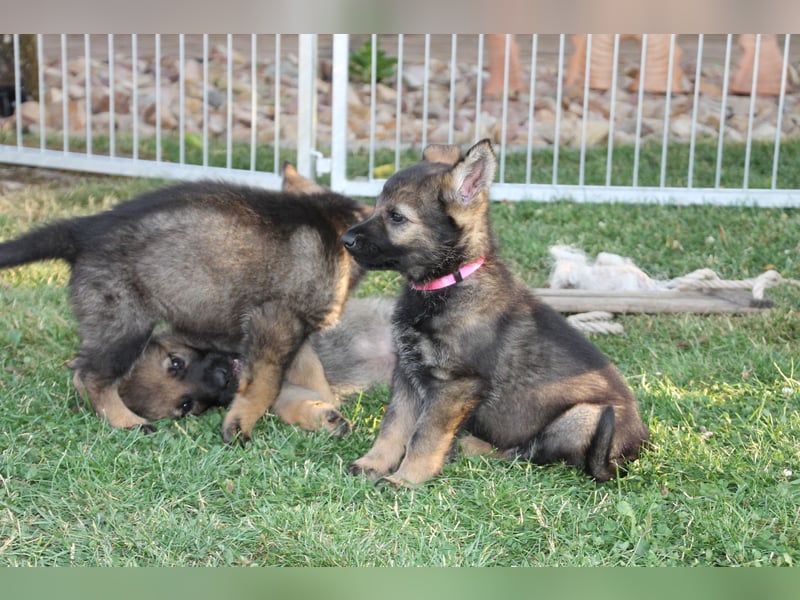 Schäferhund Welpen mit VDH Ahnentafel