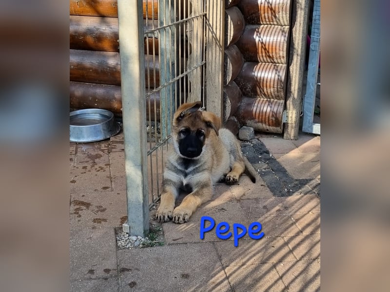 Reinrassige Schäferhund Welpen mit SV Papieren