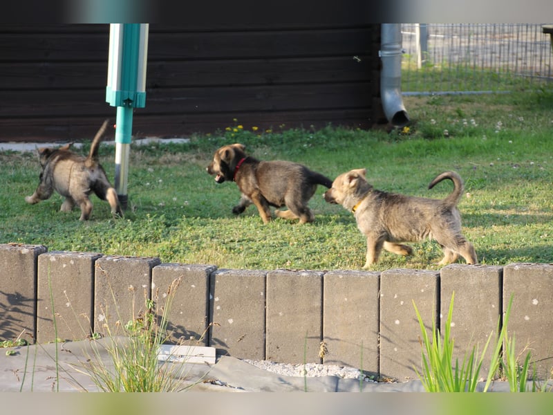 Schäferhund Welpen mit VDH Ahnentafel