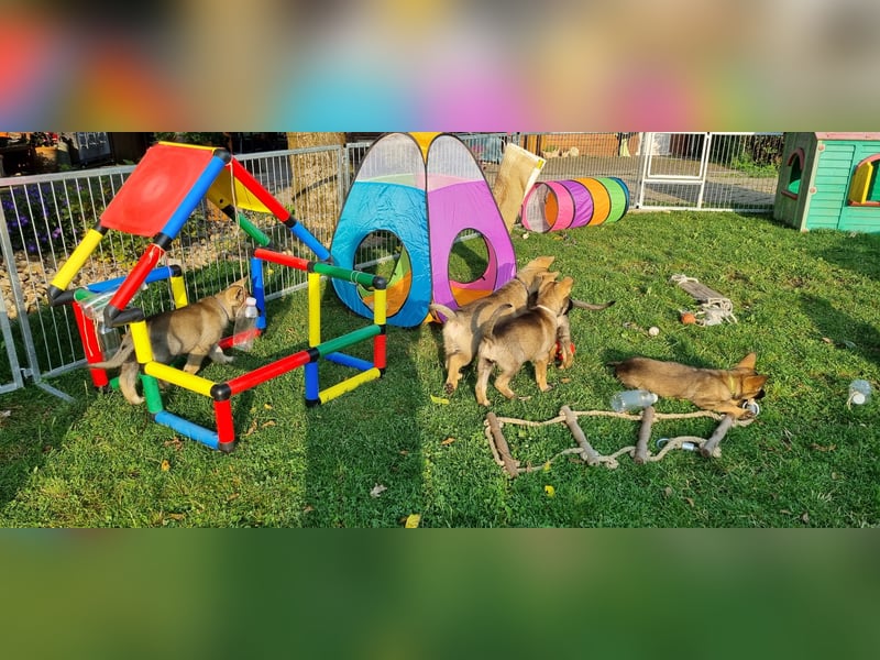 Reinrassige Schäferhund Welpen mit SV Papieren