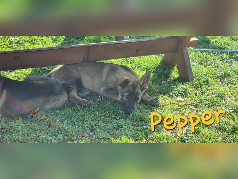 Reinrassige Schäferhund Welpen mit SV Papieren