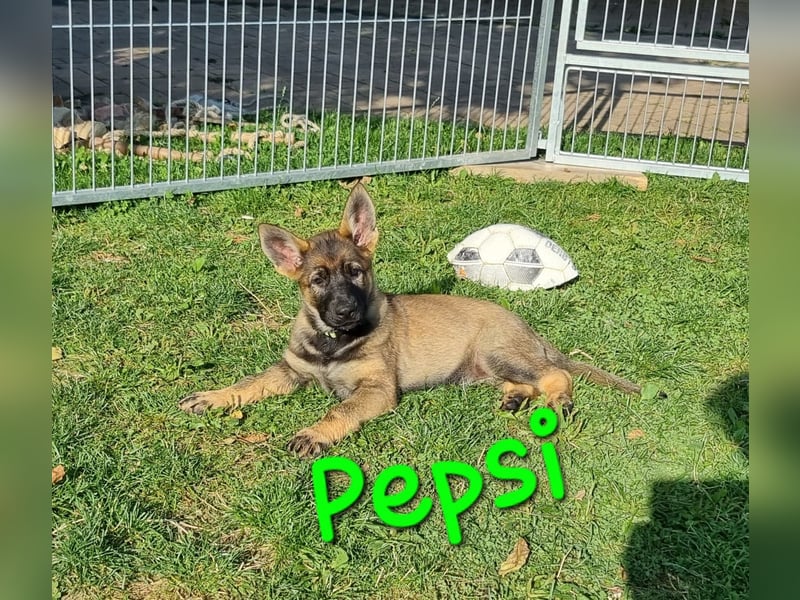 Reinrassige Schäferhund Welpen mit SV Papieren