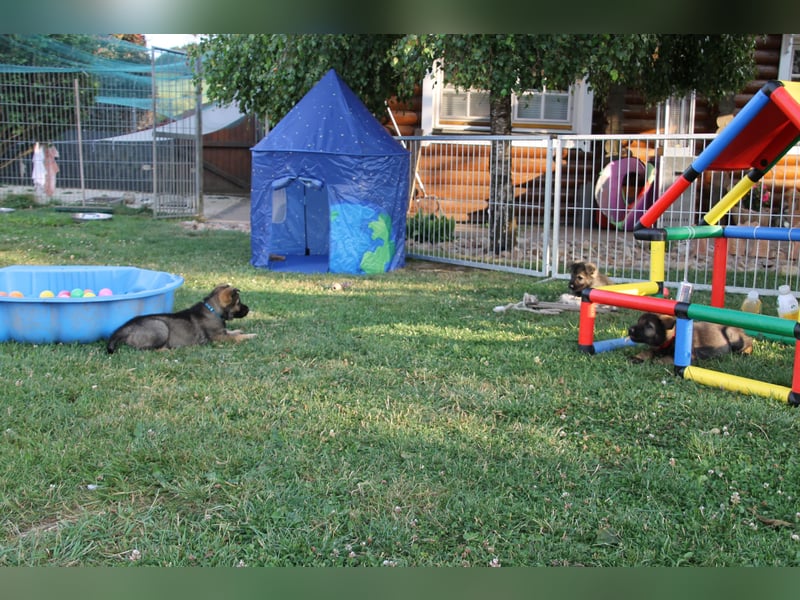 Schäferhund Welpen mit VDH Ahnentafel