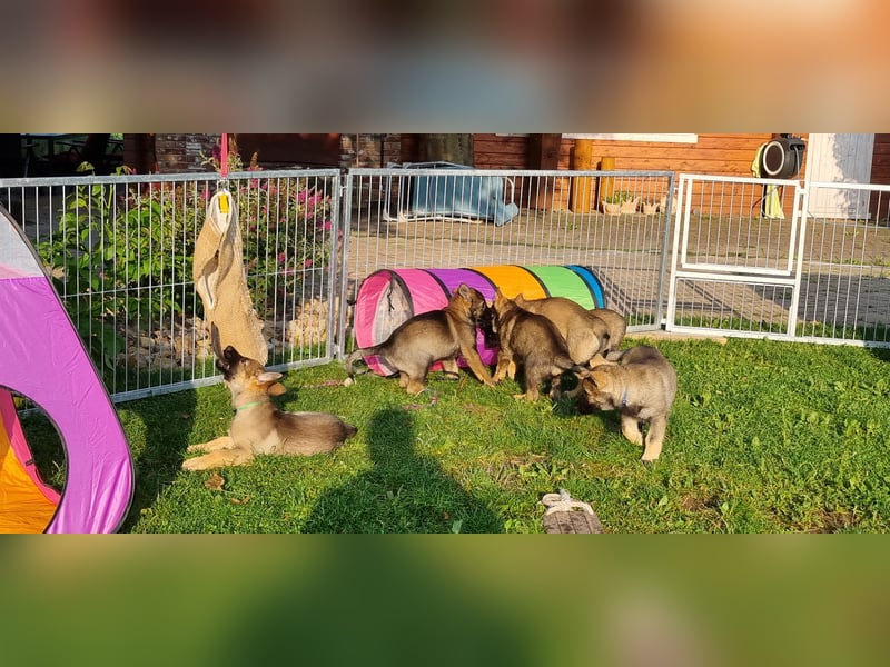Reinrassige Schäferhund Welpen mit SV Papieren