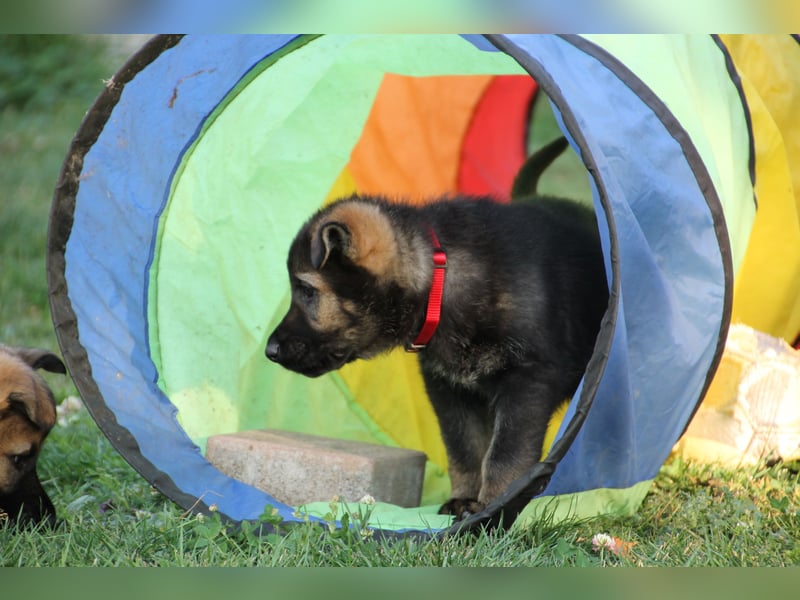 Schäferhund Welpen mit VDH Ahnentafel