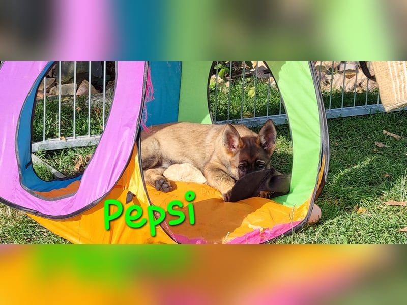 Reinrassige Schäferhund Welpen mit SV Papieren