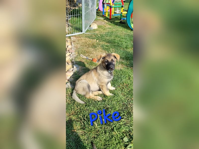 Reinrassige Schäferhund Welpen mit SV Papieren