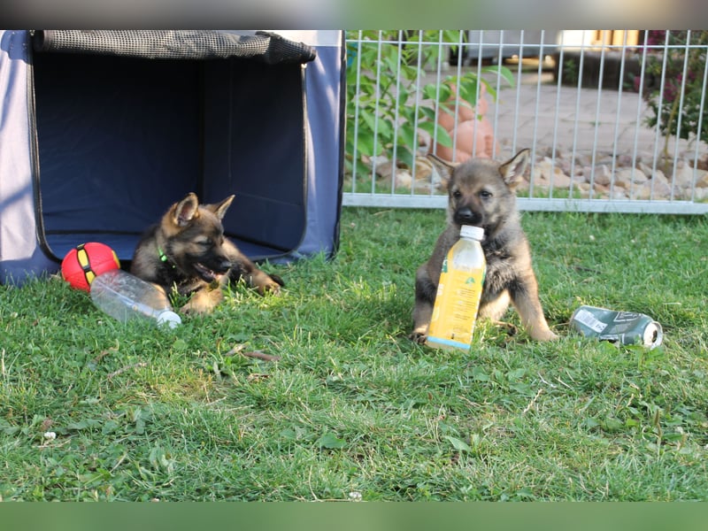 Schäferhund Welpen mit VDH Ahnentafel