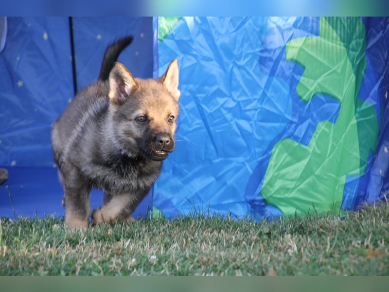 Schäferhund Welpen mit VDH Ahnentafel