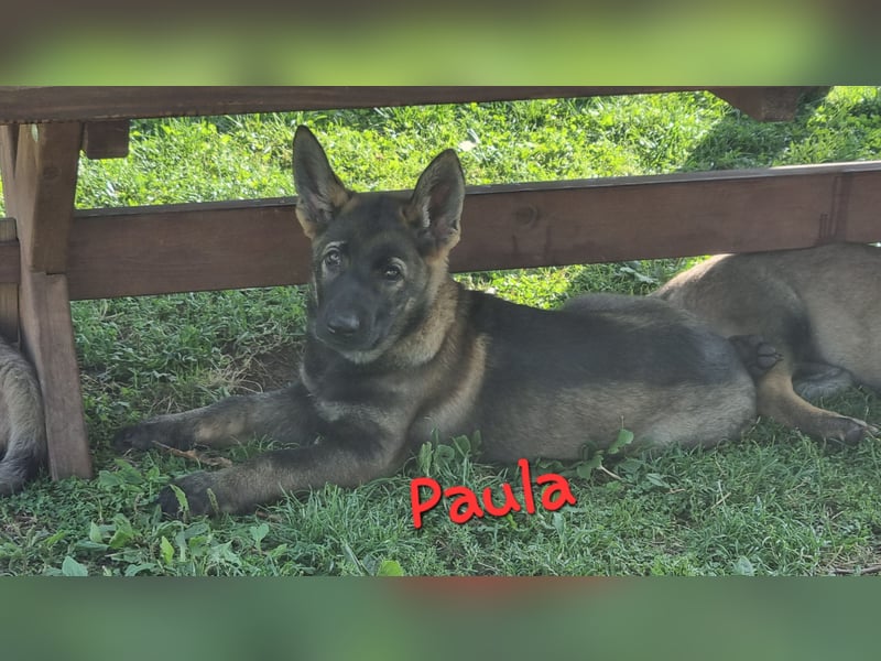 Reinrassige Schäferhund Welpen mit SV Papieren