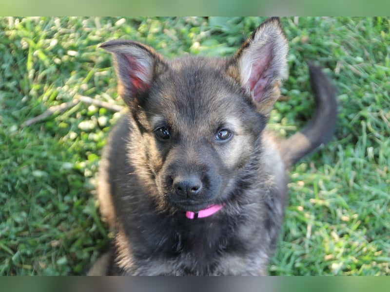 Schäferhund Welpen mit VDH Ahnentafel