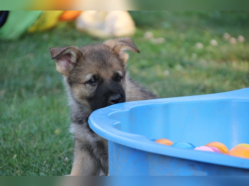 Schäferhund Welpen mit VDH Ahnentafel