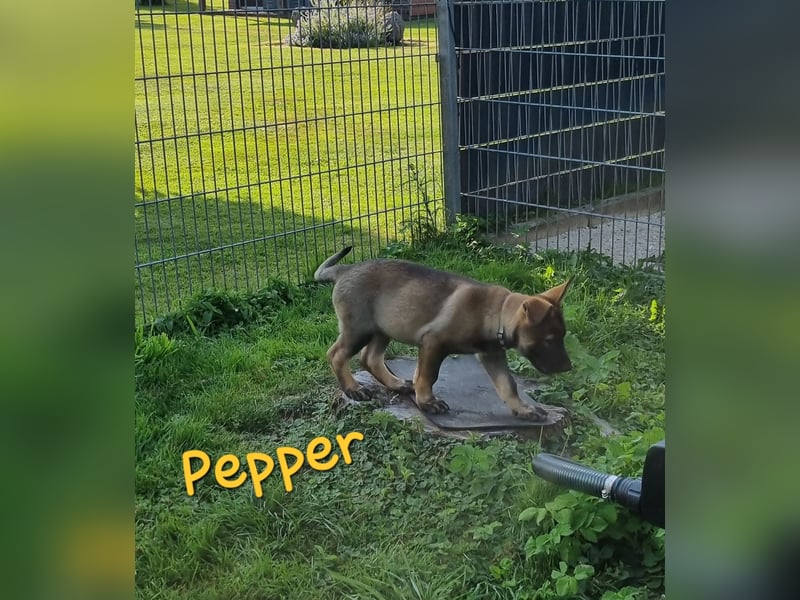 Reinrassige Schäferhund Welpen mit SV Papieren
