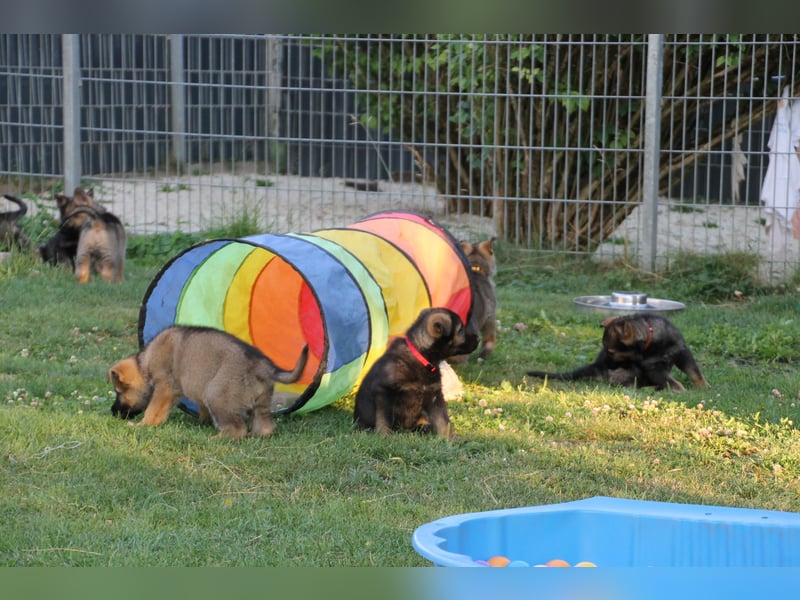 Schäferhund Welpen mit VDH Ahnentafel