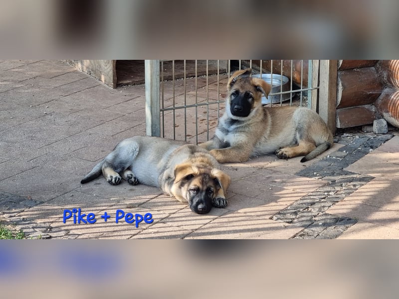 Reinrassige Schäferhund Welpen mit SV Papieren