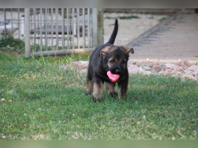 Schäferhund Welpen mit VDH Ahnentafel