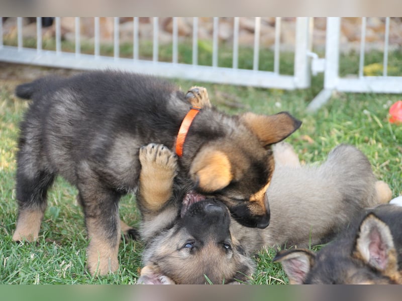 Schäferhund Welpen mit VDH Ahnentafel