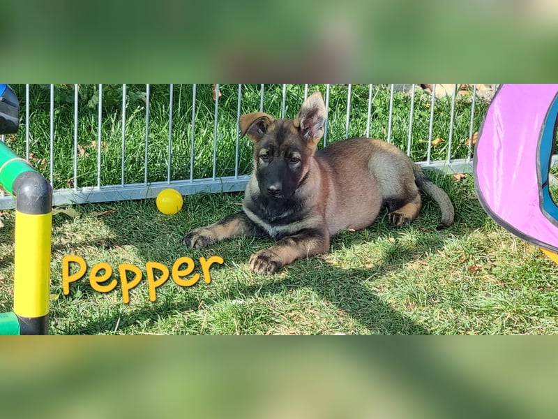 Reinrassige Schäferhund Welpen mit SV Papieren