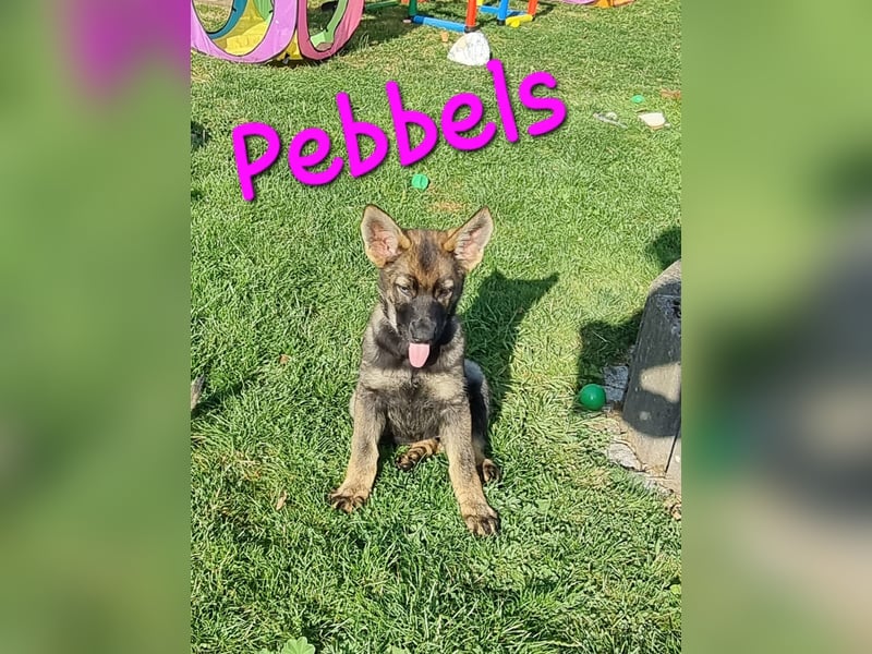 Reinrassige Schäferhund Welpen mit SV Papieren