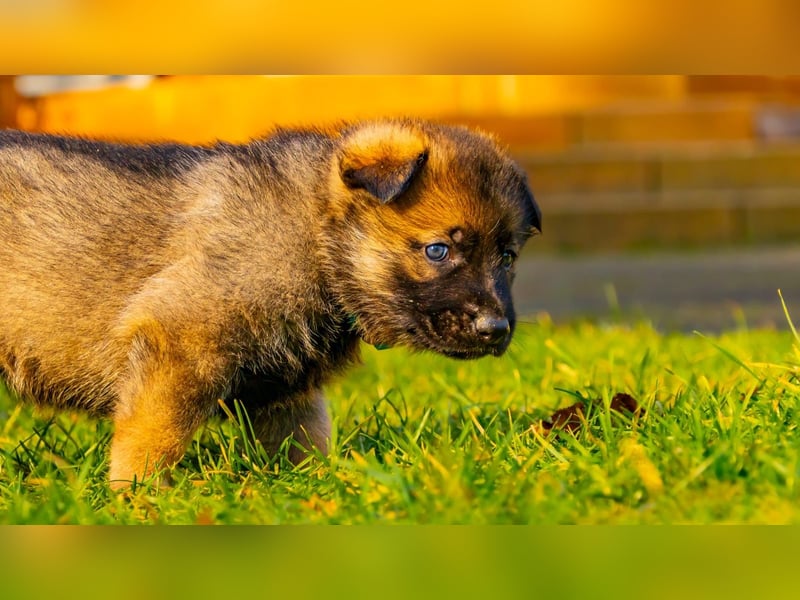 Deutsche Schäferhundwelpen aus gesunder Arbeitslinie
