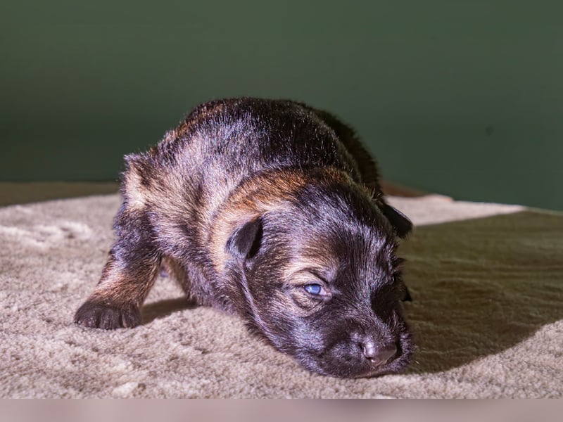 Deutsche Schäferhundwelpen aus gesunder Arbeitslinie