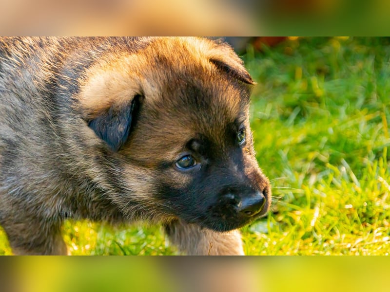 Deutsche Schäferhundwelpen aus gesunder Arbeitslinie