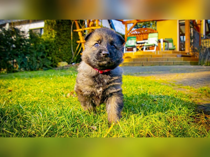 Deutsche Schäferhundwelpen aus gesunder Arbeitslinie