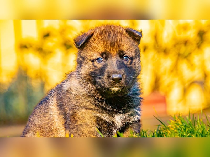 Deutsche Schäferhundwelpen aus gesunder Arbeitslinie