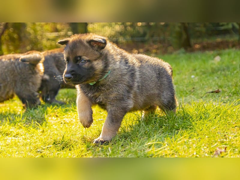 Deutsche Schäferhundwelpen aus gesunder Arbeitslinie