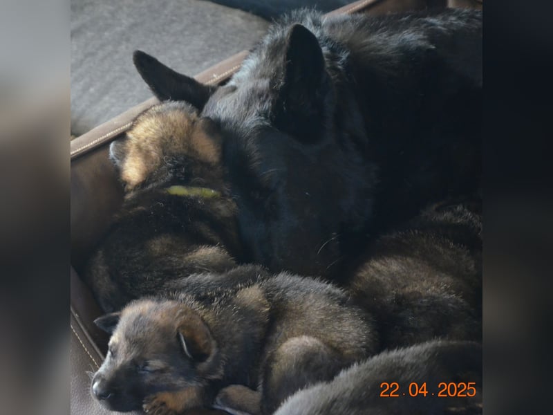 Dunkelgraue Schäferhunde aus Kör-u.Leistungzucht