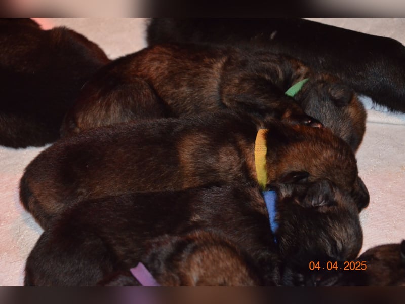 Dunkelgraue Schäferhunde aus Kör-u.Leistungzucht