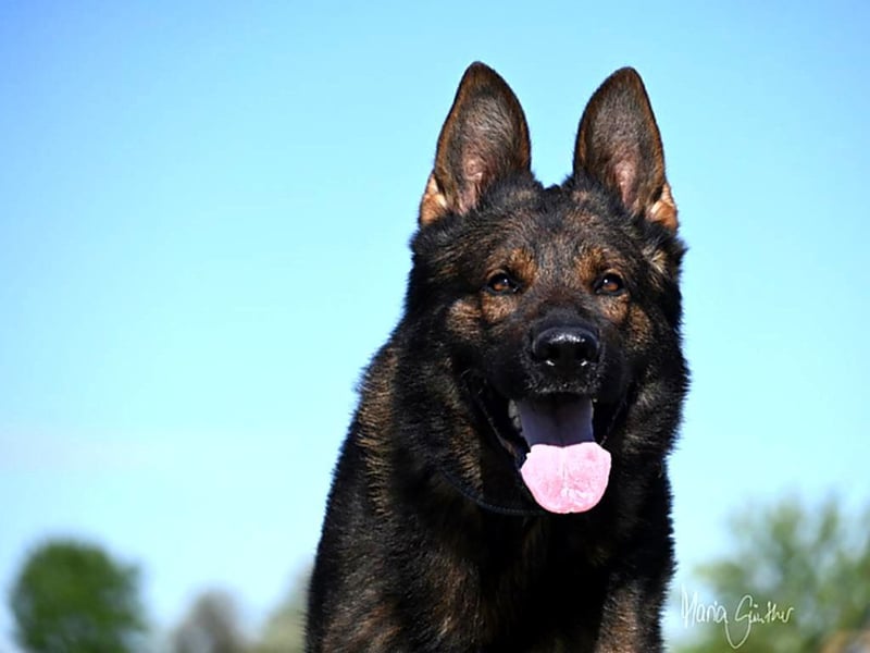 Dunkelgraue Schäferhunde aus Kör-u.Leistungzucht