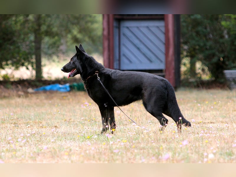 Dunkelgraue Schäferhunde aus Kör-u.Leistungzucht