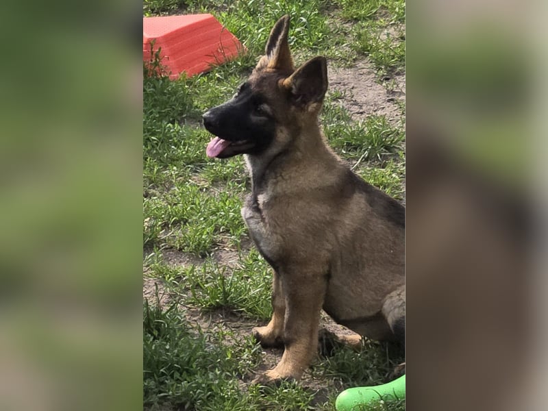Dunkelgraue Schäferhunde aus Kör-u.Leistungzucht