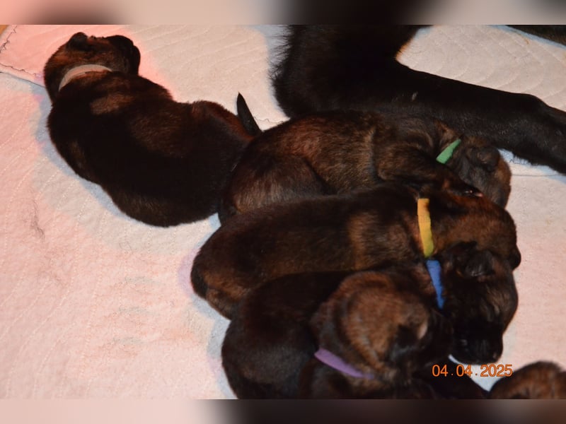 Dunkelgraue Schäferhunde aus Kör-u.Leistungzucht