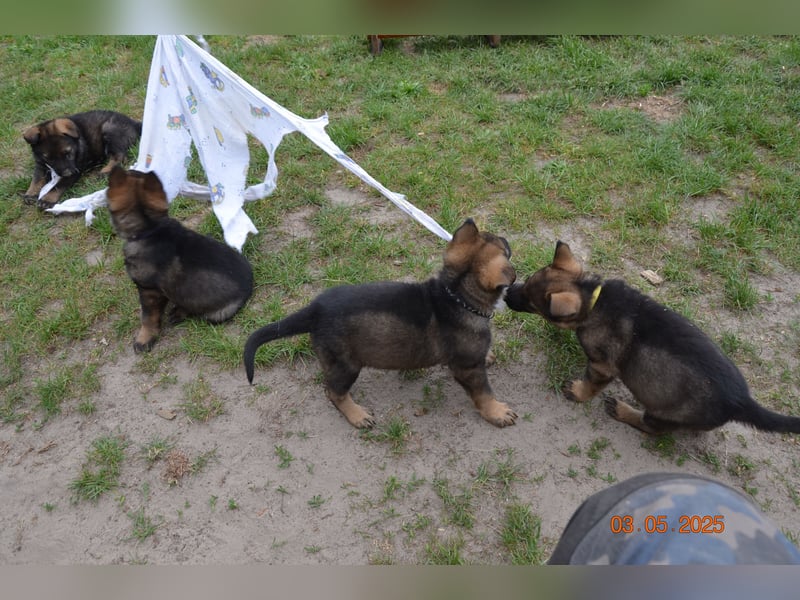 Dunkelgraue Schäferhunde aus Kör-u.Leistungzucht